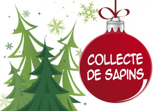 Collecte sapin